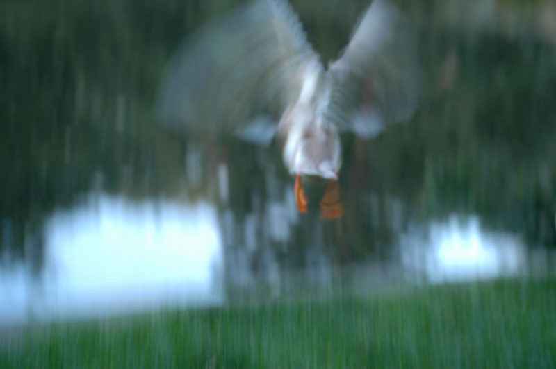 ivy-landing-goose